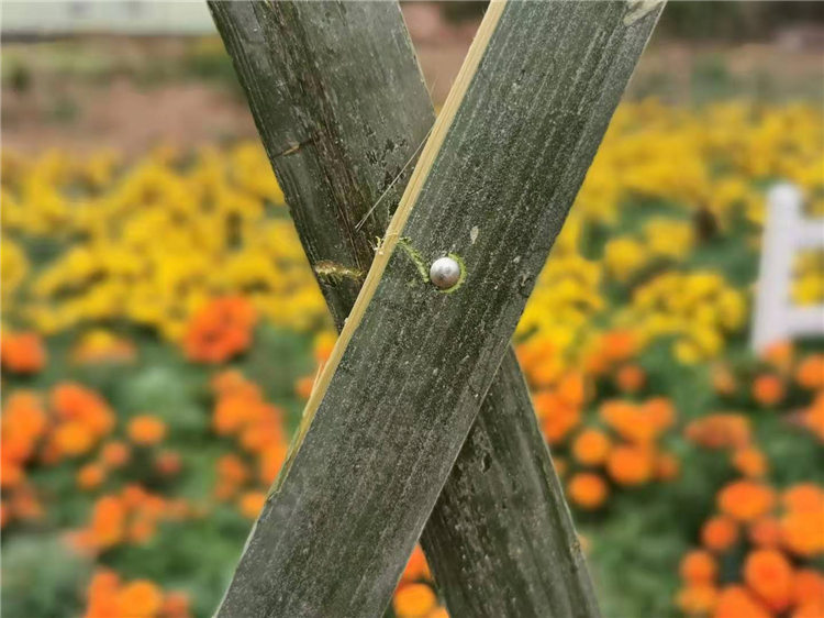 原阳pvc护栏圃竹篱笆pvc草坪栏杆塑钢护栏