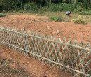 藍山竹籬笆綠化欄桿菜園使用