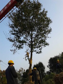 湖北大葉女貞，胸徑15公分大葉女貞，移栽發(fā)帽大葉女貞的價(jià)格