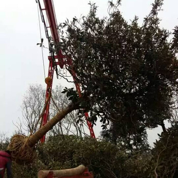 基地一手货源移栽14公分枇杷树，胸径15公分枇杷树的价格