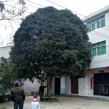 湖北桂花，胸徑18公分桂花，地徑20公分桂花，原生全冠桂花