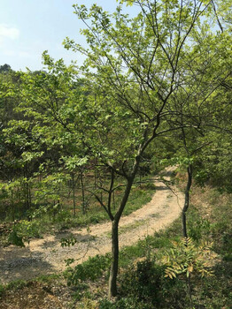 紅東園林樸樹，胸徑12公分樸樹，樸樹的照片