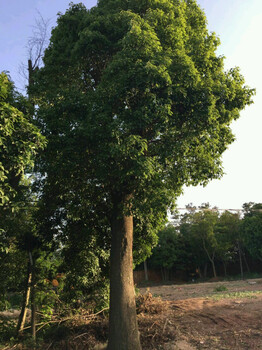 移栽两年冠香樟树移植香樟供应18公分3米定杆移植两年帽香樟树