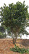 风景树供应胸径15公分胡柚，工程胡柚行道树