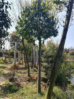 胸徑12-15公分紅果冬青，胸徑16-18公分紅果冬青