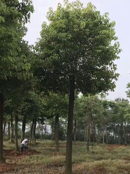 基地一手貨源移栽14公分小葉香樟，胸徑15公分小葉香樟的價(jià)格