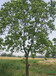 湖北木子树，胸径18公分木子树，地径20公分木子树，原生全冠木子树