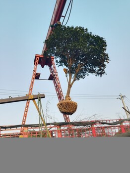 湖北香櫞，桿香櫞，全冠香櫞供應