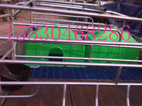 2.13.6产床定位栏猪场安装设计自动化上料线泊头养殖业图片2