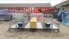 2.13.6产床定位栏猪场安装设计自动化上料线泊头养殖业图片4