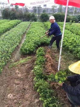 广州台湾草皮