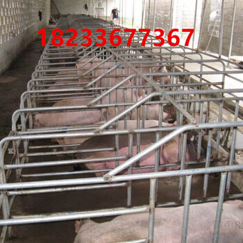 定做各种新型养猪设备母猪定位栏限位栏保育床母猪产床厂家自产自销国标镀锌管