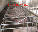 沃森养猪设备大量生产·母猪保胎栏优质定位栏现货供应图片