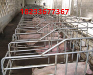 母猪定位栏限位栏猪用定位栏沃森生产养猪设备图片4