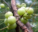 余甘子提取物价格，余甘子浓缩粉，余甘子提取工艺，药食同源原料图片