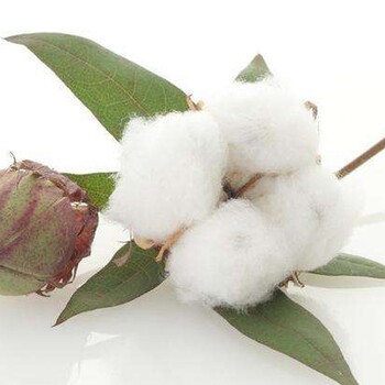 有机棉认证植物染色给有机棉产业插上翅膀