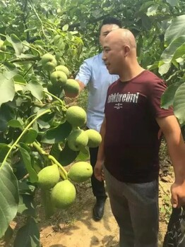 8518核桃樹，冠核一號核桃樹第二年如何定干和整形修剪