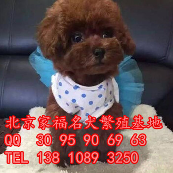 纯种红色泰迪玩具体泰迪北京泰迪犬多少钱一只北京家福犬业