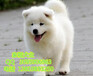 北京哪里卖纯种萨摩耶犬萨摩耶幼犬多少钱一只大骨架萨摩耶