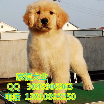 纯种金毛犬多少钱一只枫叶系金毛金黄色金毛犬北京家福犬业