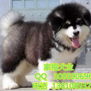 纯种阿拉斯加巨型阿拉斯加繁殖阿拉斯加犬北京博升犬业