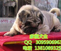 北京哪有賣巴哥幼犬的純種巴哥高品質巴哥犬可送貨上門