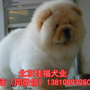北京松狮犬价格纯种松狮犬多少钱一只肉嘴松狮北京家福犬业