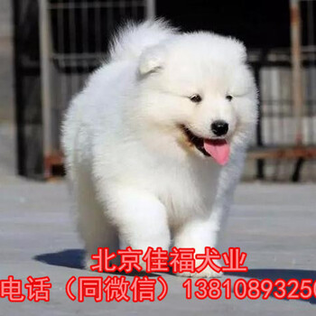 北京哪里卖纯种萨摩耶幼犬法系雪白卷毛萨摩犬北京家福犬业