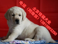 純種拉布拉多北京哪賣拉布拉多幼犬奶白色拉布拉多保健康圖片4