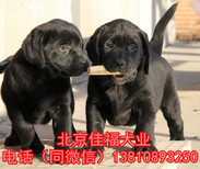 純種拉布拉多北京哪賣拉布拉多幼犬奶白色拉布拉多保健康圖片5