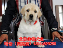 純種拉布拉多北京哪賣拉布拉多幼犬奶白色拉布拉多保健康圖片3