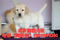 純種拉布拉多北京哪賣拉布拉多幼犬奶白色拉布拉多保健康圖片2