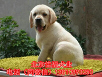 純種拉布拉多北京哪賣拉布拉多幼犬奶白色拉布拉多保健康圖片1