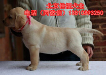 純種拉布拉多北京哪賣拉布拉多幼犬奶白色拉布拉多保健康圖片0