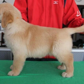 北京哪里卖纯种大头金毛黄金猎犬枫叶系金毛犬保健康三个月
