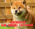 純種拉布拉多北京拉布拉多犬價格賽級拉布拉多健康有保障