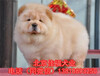  Where does Beijing sell pure breed dog? How much is the price of pure breed dog? American small size dog keeps healthy