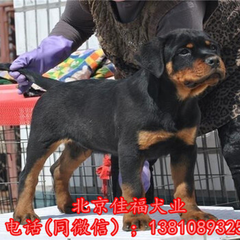北京哪里卖罗威纳幼犬罗威纳犬价格德系罗威纳签购买合同