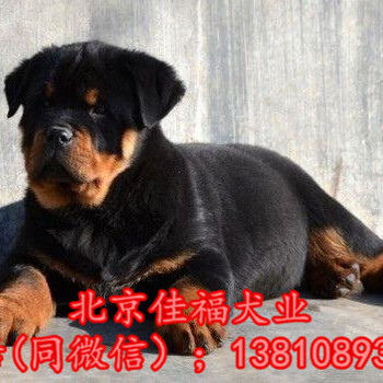 纯种罗威纳犬价格北京哪卖罗威纳幼犬北京家福犬业