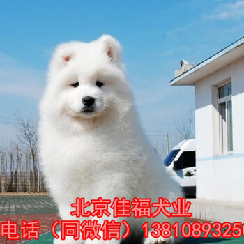 纯种萨摩耶北京萨摩耶犬价格骨量足毛量好保健康签署协议