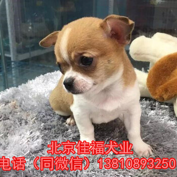 纯种吉娃娃犬多少钱一只北京哪卖吉娃娃幼犬北京家福犬业