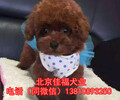 純種泰迪犬玩具體泰迪3個月大泰迪犬直銷精品泰迪犬保健康
