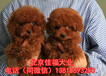 北京純種泰迪幼犬多少錢一只玩具體泰迪犬可送貨上門