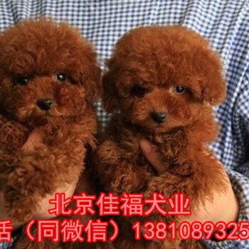 北京哪里卖泰迪幼犬纯种泰迪犬多少钱一只北京家福犬业
