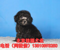 北京哪里賣泰迪幼犬專業繁殖韓系小體泰迪簽協議保健康