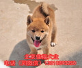 純種柴犬多少錢一只日本柴犬黑色柴犬保健康北京送貨上門