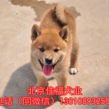 纯种柴犬多少钱一只北京哪卖日本柴犬北京家福名犬繁殖基地