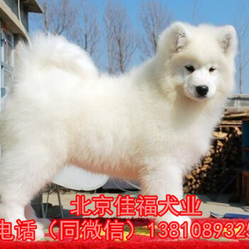 北京哪卖纯种萨摩耶犬超萌的萨摩耶幼犬健康有保障可送货