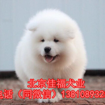 北京哪里卖萨摩耶幼犬有保障纯种萨摩耶犬三个月包退换