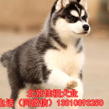 纯种哈士奇赛级哈士奇北京哪卖哈士奇幼犬大型养殖场